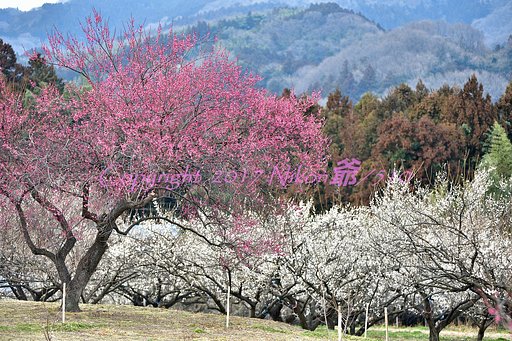 花粉と共に