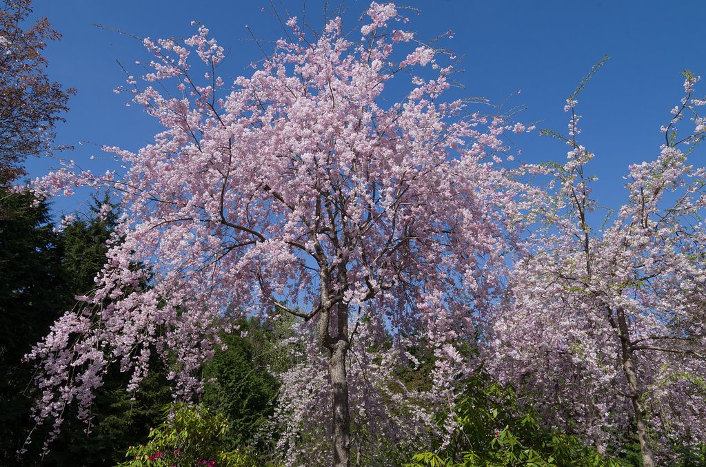 枝垂桜