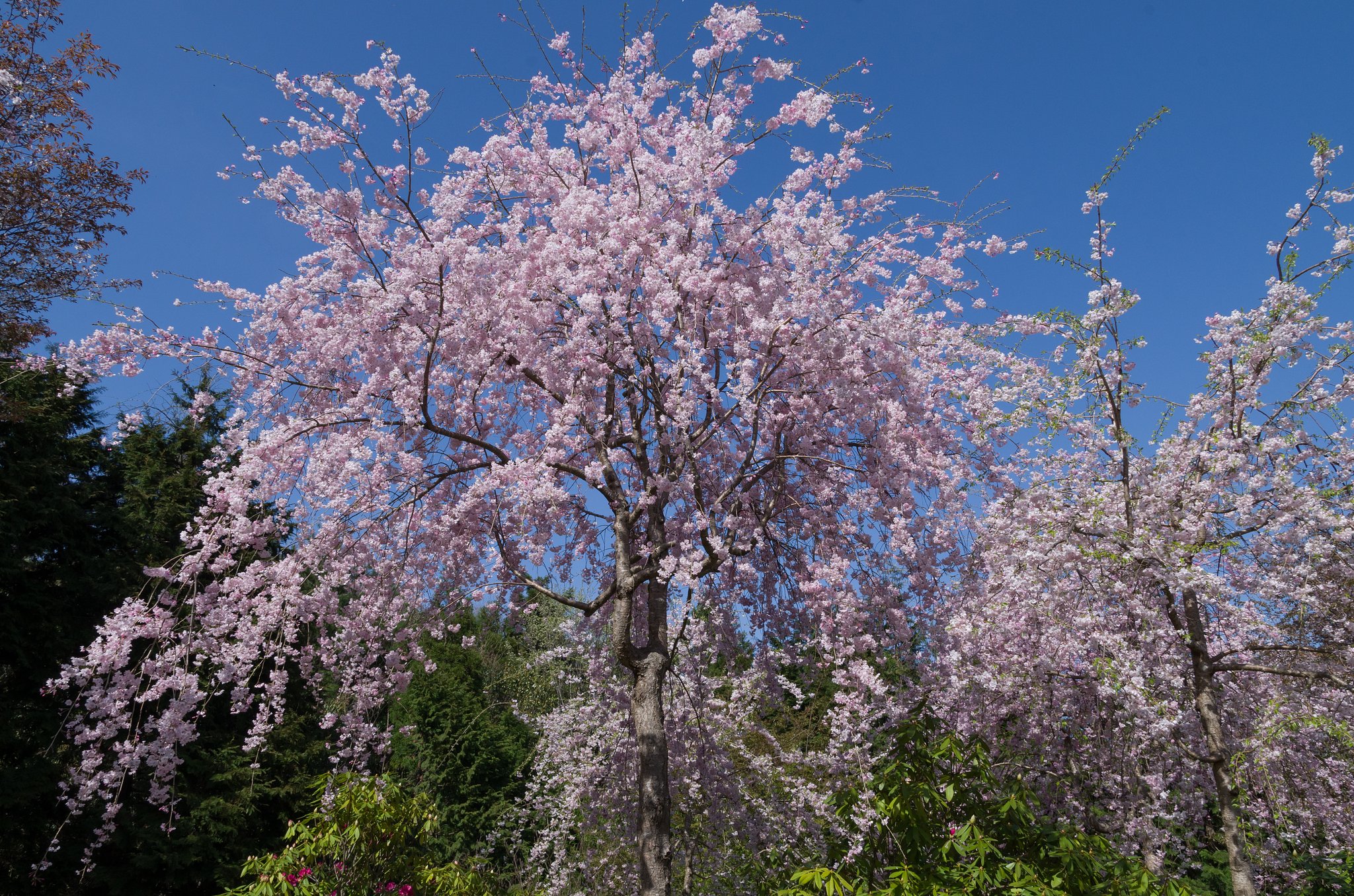 枝垂桜