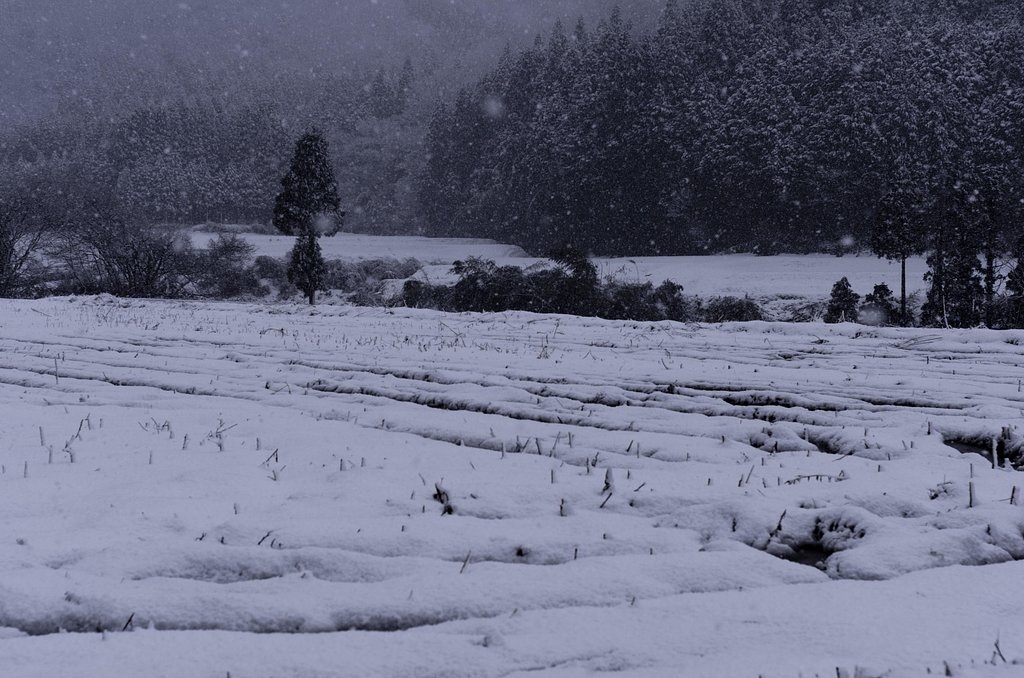 雪が降る・・。