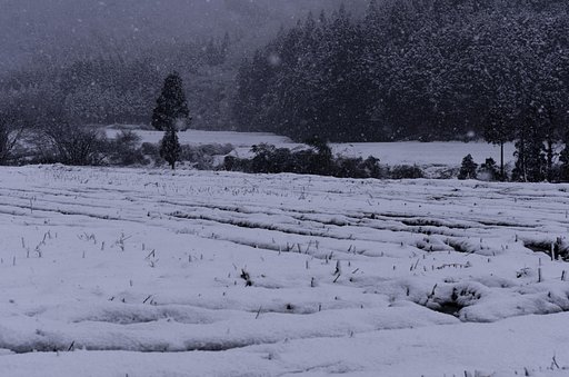 雪が降る・・。