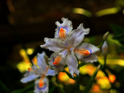 シャガの花