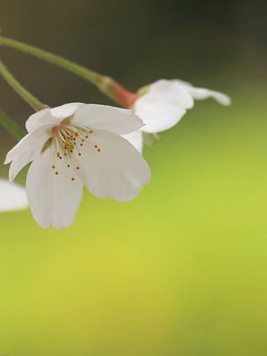 薔薇の花なき薔薇園