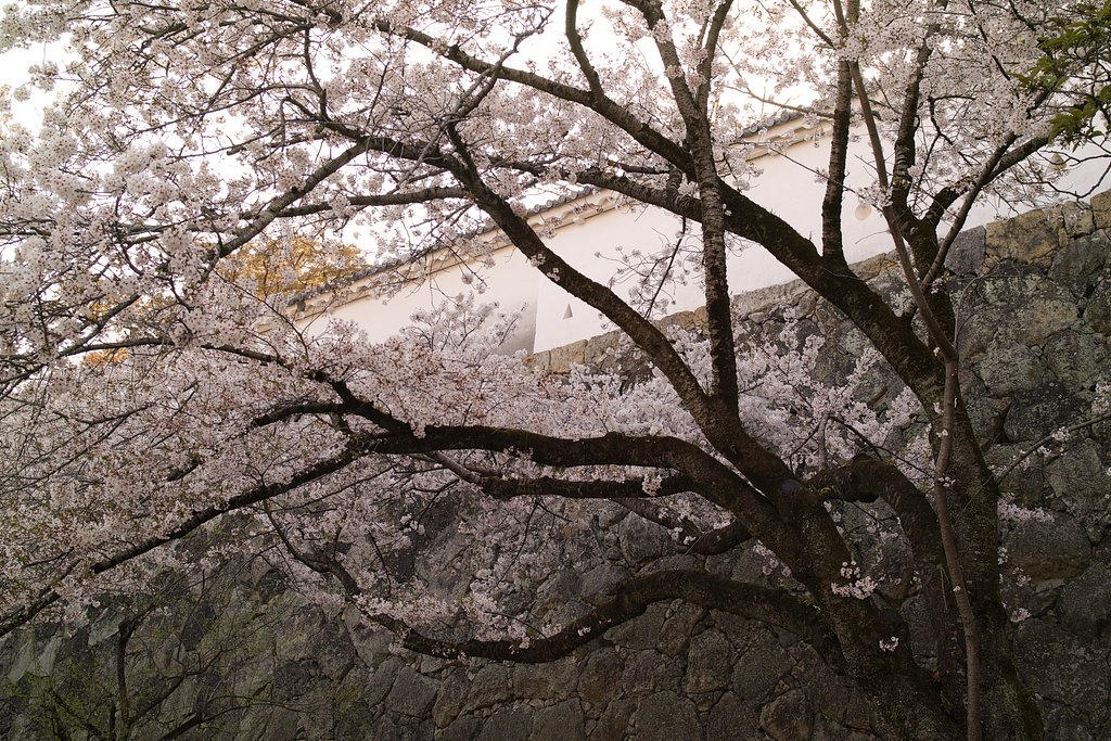 城壁に咲く