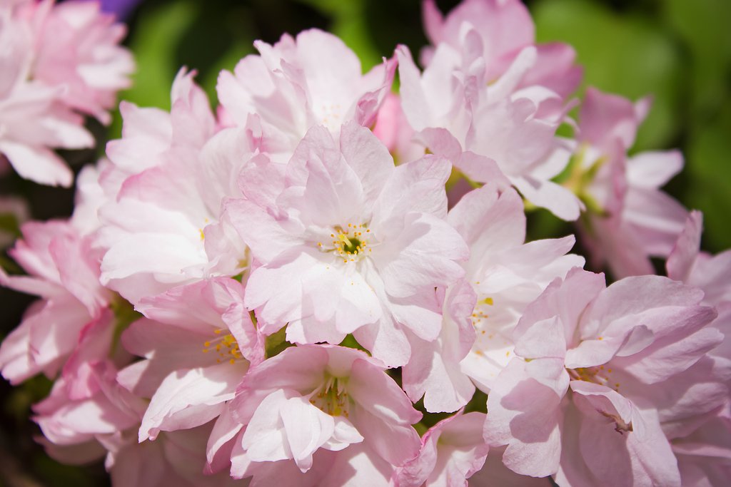 【美の国】 小さな桜鉢