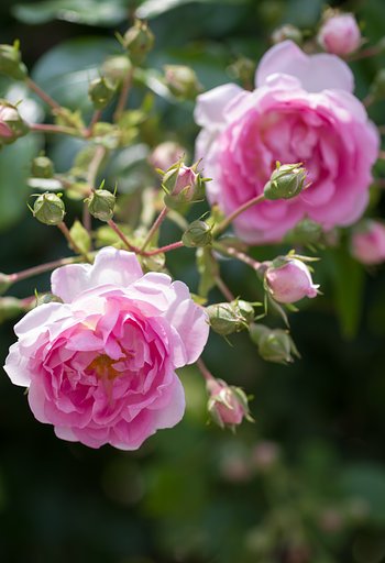 SIGMA MACRO 70mm F2.8