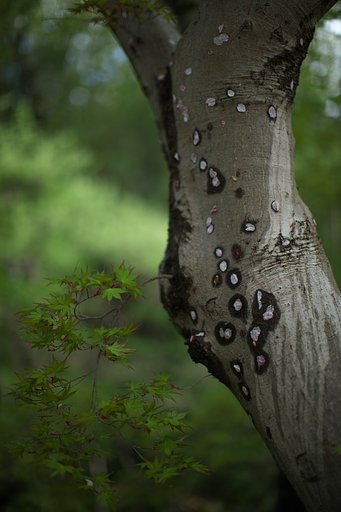 濡れ桜