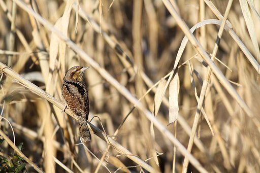 この冬お世話になった鳥（アリスイ）