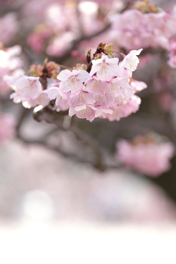 寒桜