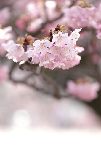 寒桜