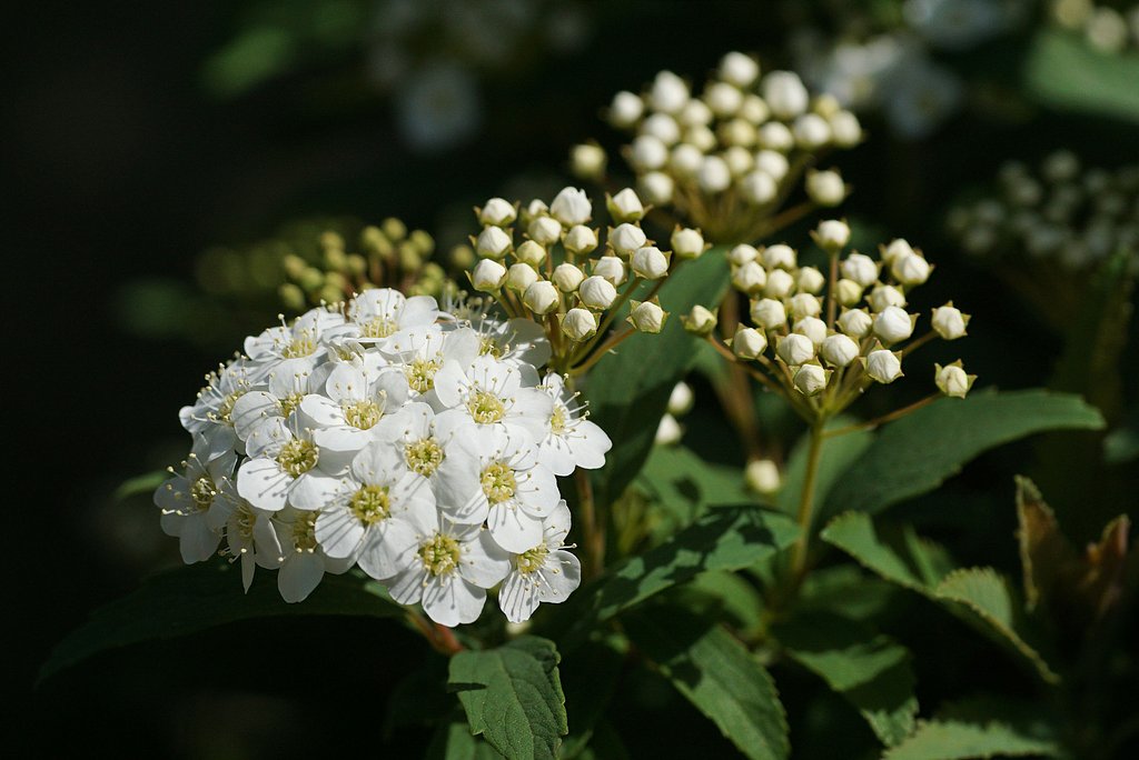 小手毬