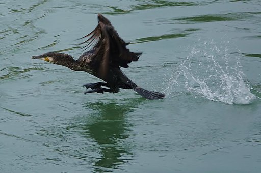 カワウ