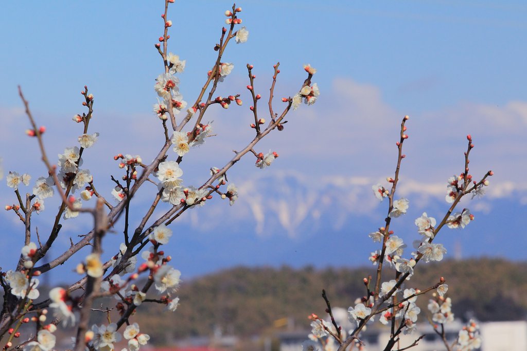 残雪の山を望み