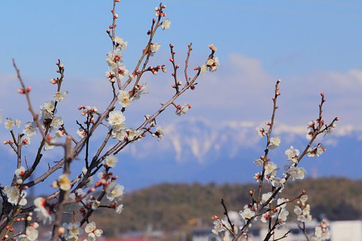 残雪の山を望み