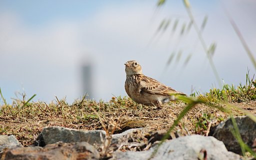 野に遊ぶヒバリ
