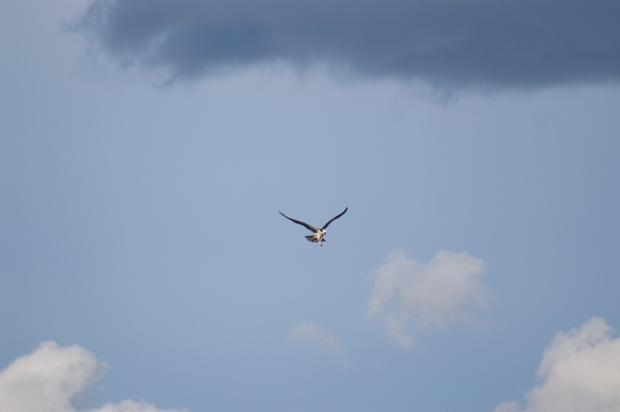 楽園上空の鳥２
