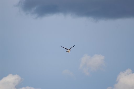 楽園上空の鳥２