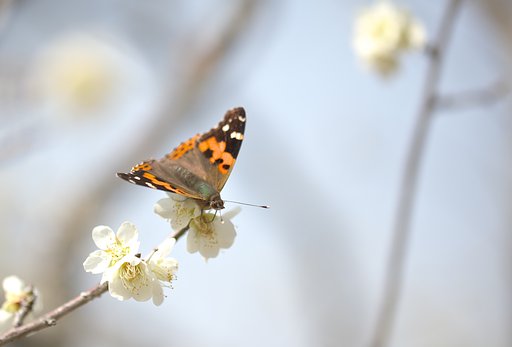 花蝶