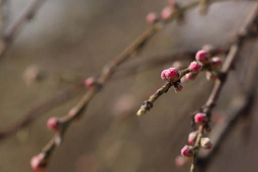 【題】見るべきほどのことは見つ