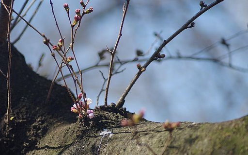 砧公園、開花宣言までもう一息・・・