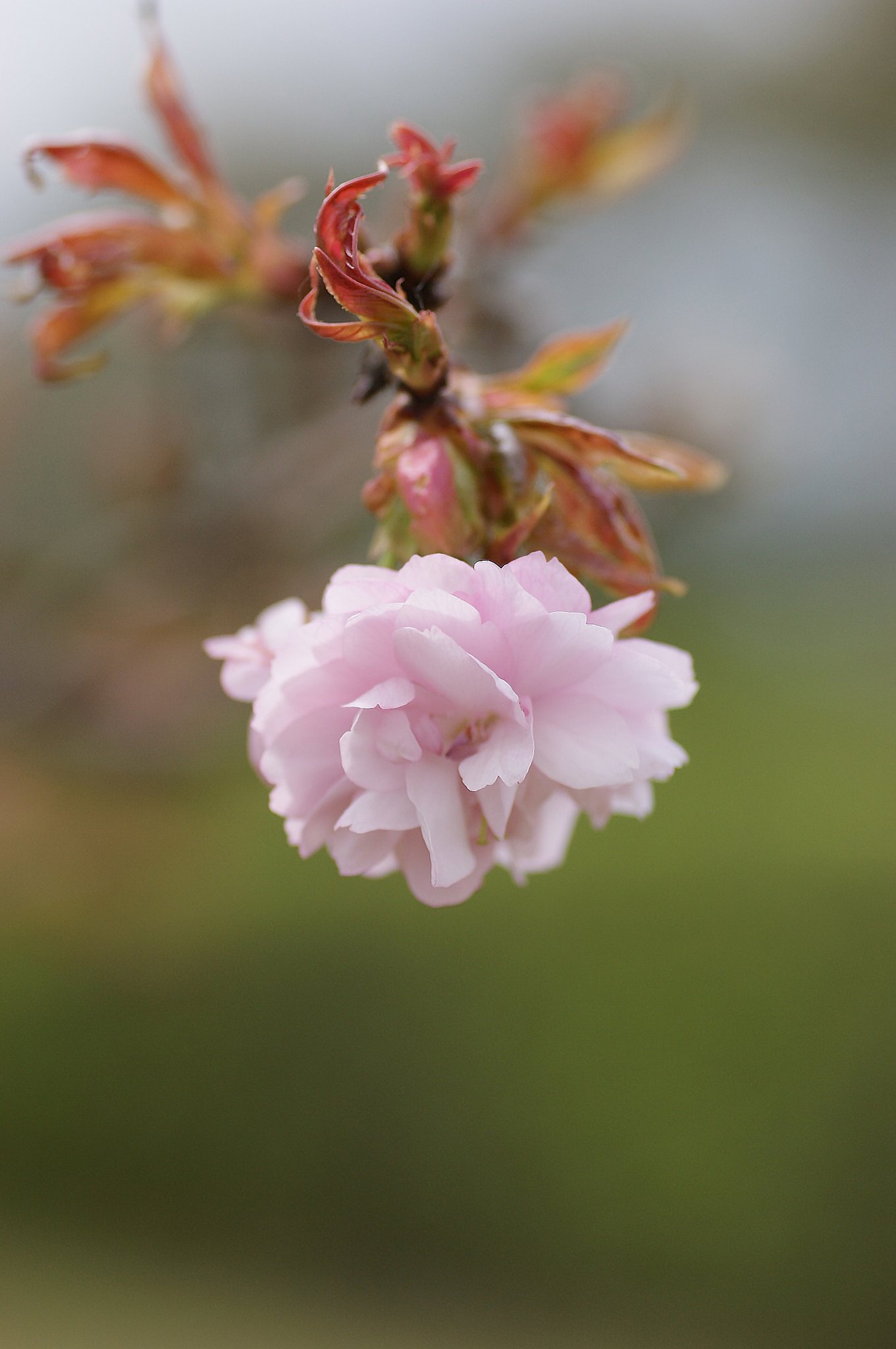 八重桜一輪