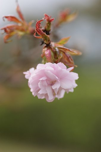 八重桜一輪