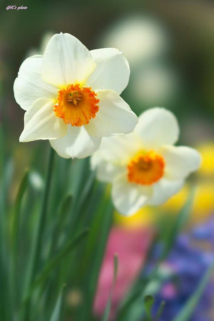 FE100mm F2.8 STF GM OSS
