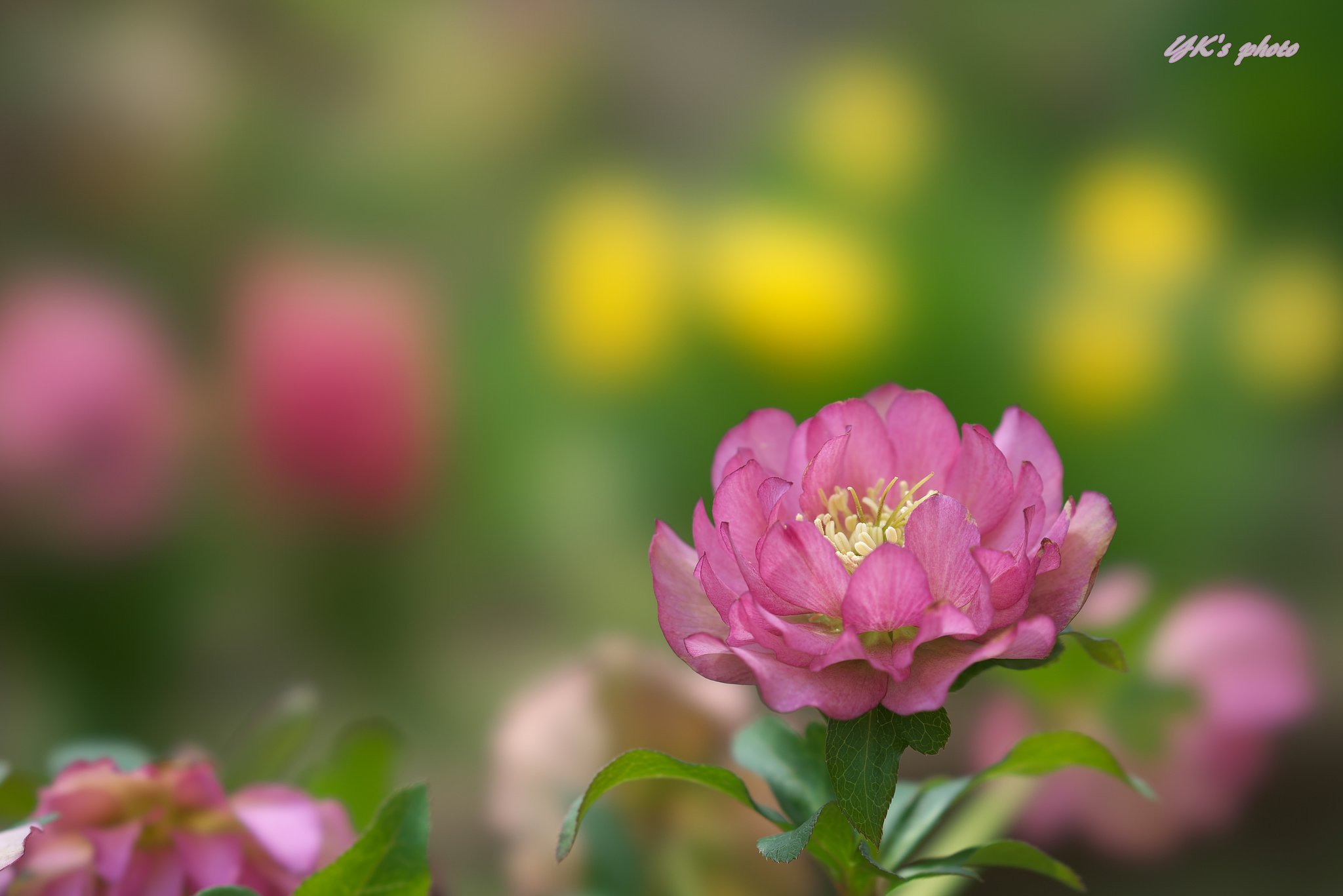 FE100mm F2.8 STF GM OSS