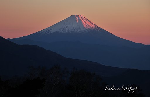 穏紅