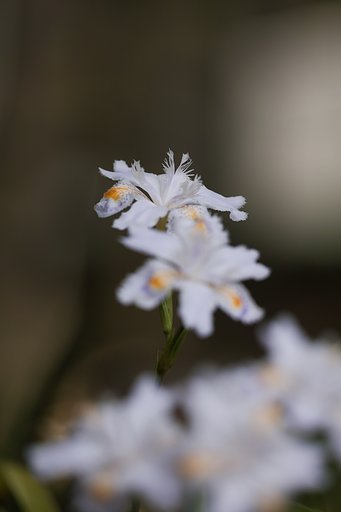 著莪