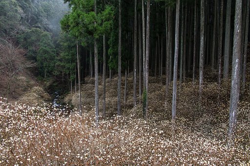 深山への誘い（いざない）_2017