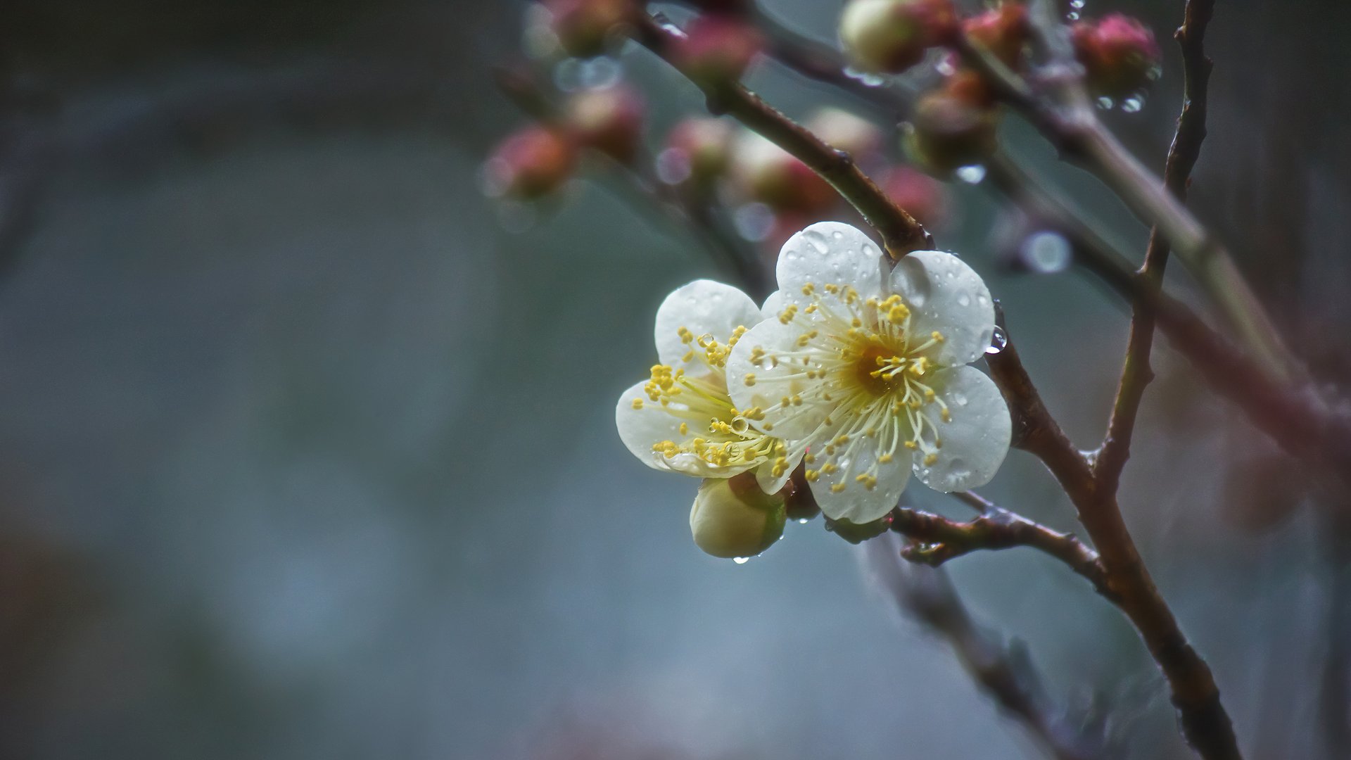 白梅の雫