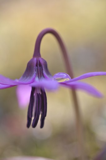 雫の薄化粧