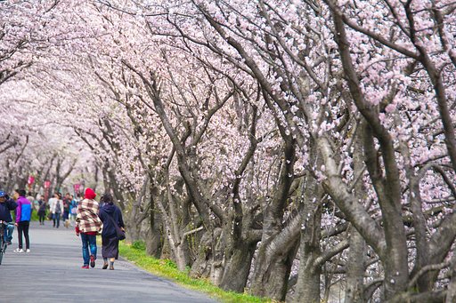 桜並木の旅人