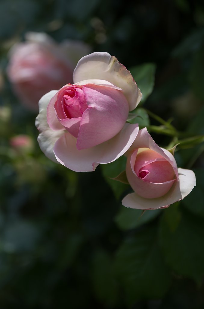 SIGMA 17-50mm F2.8 EX DC HSM 