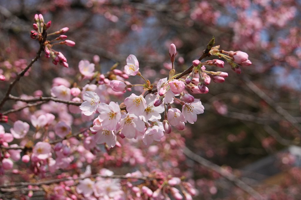 桜（神代曙）