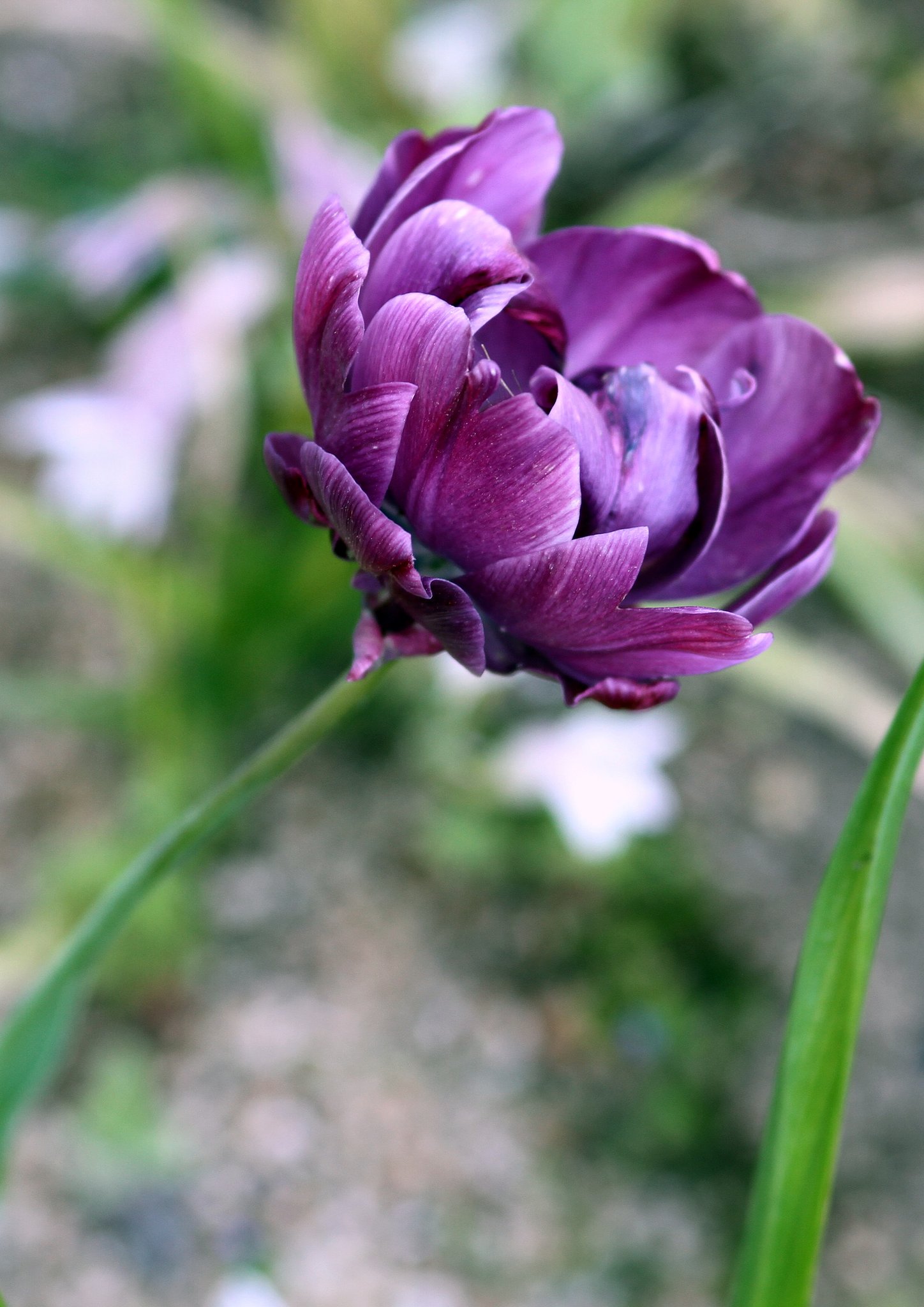 Sigma 105㎜F2.8macro