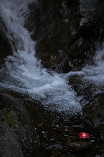 落椿