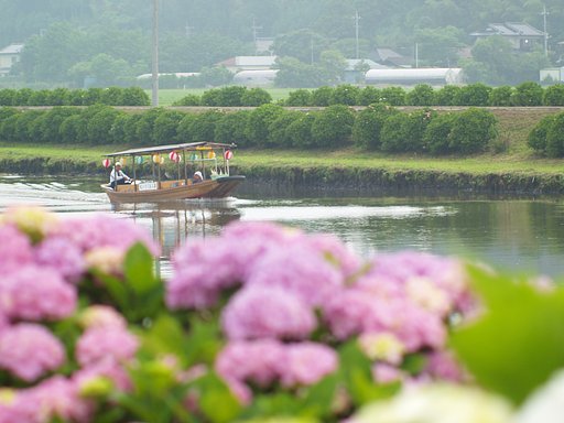 紫陽花祭り前日