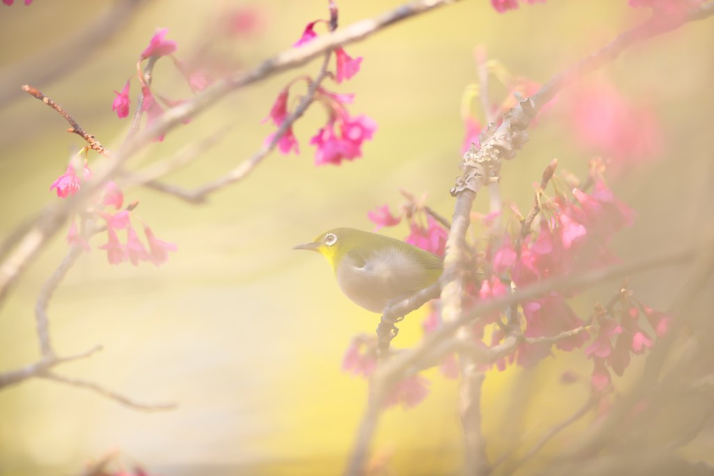 花粉鳥