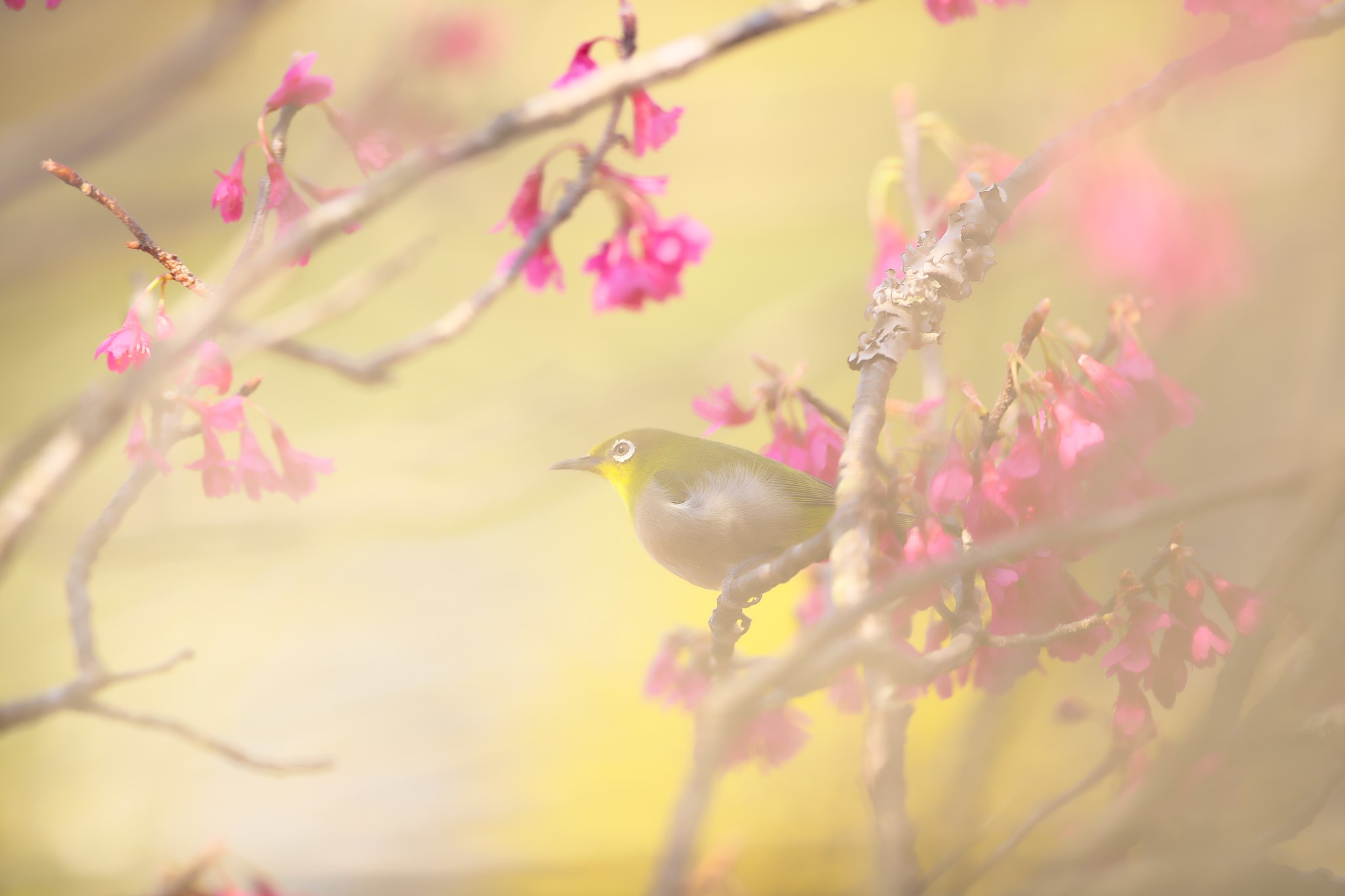 花粉鳥