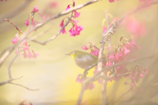 花粉鳥