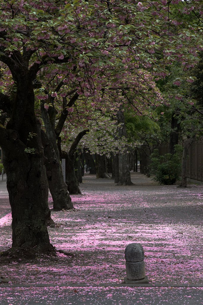 桜道
