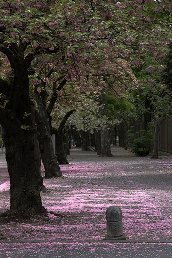桜道