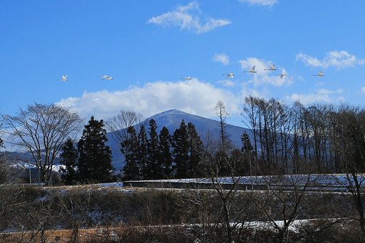 首をスッキリ伸ばしたハクチョウ