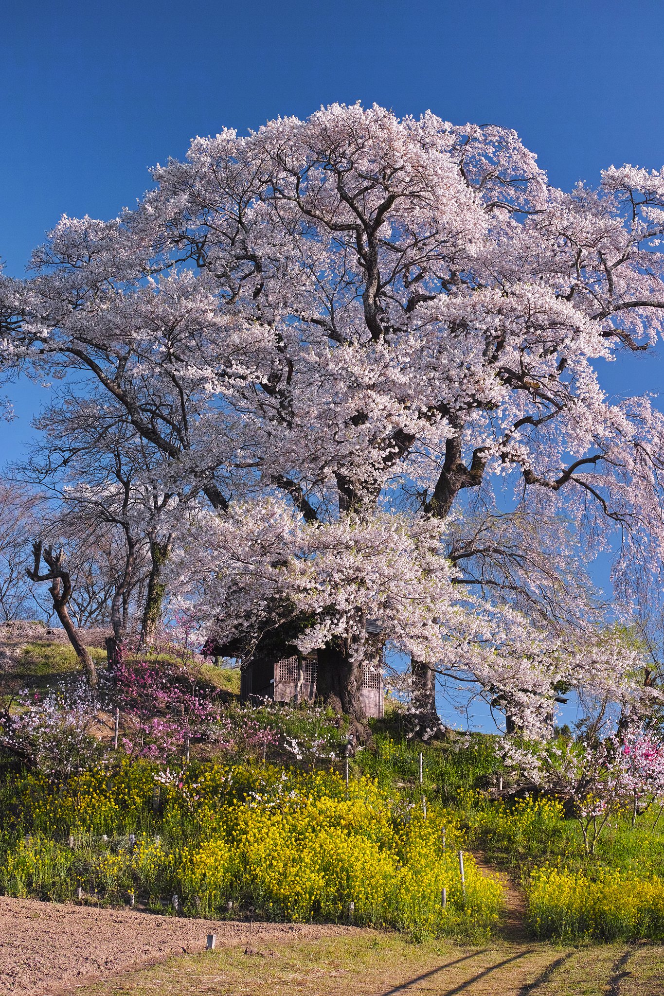 天神夫婦桜