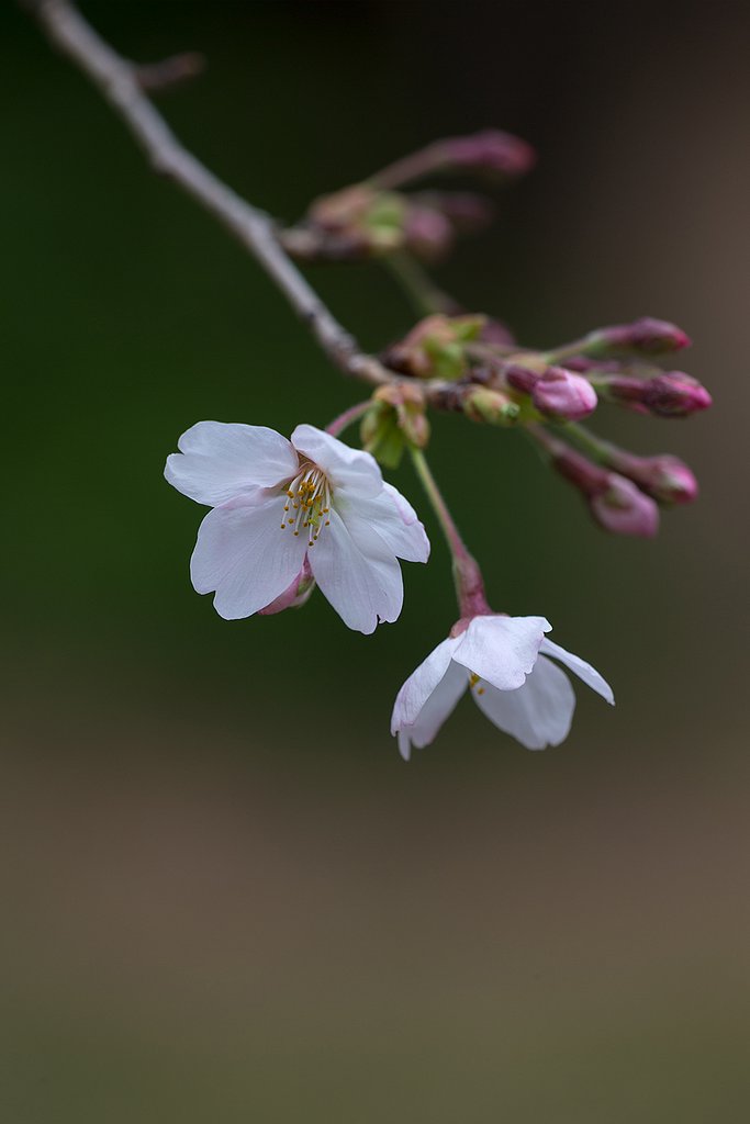 EF180mm F3.5 L MACRO