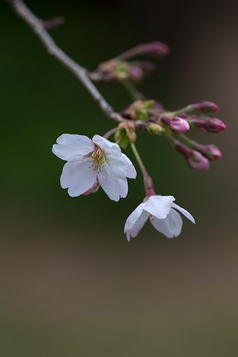 EF180mm F3.5 L MACRO
