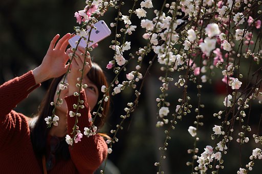 人気の源平枝垂れ桃