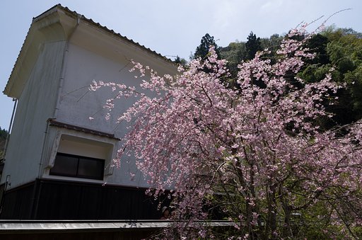枝垂桜